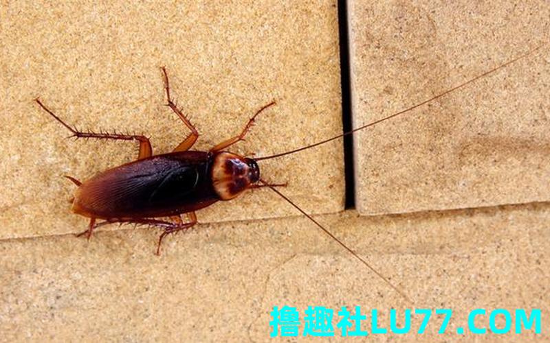 梦见蝙蝠蟑螂