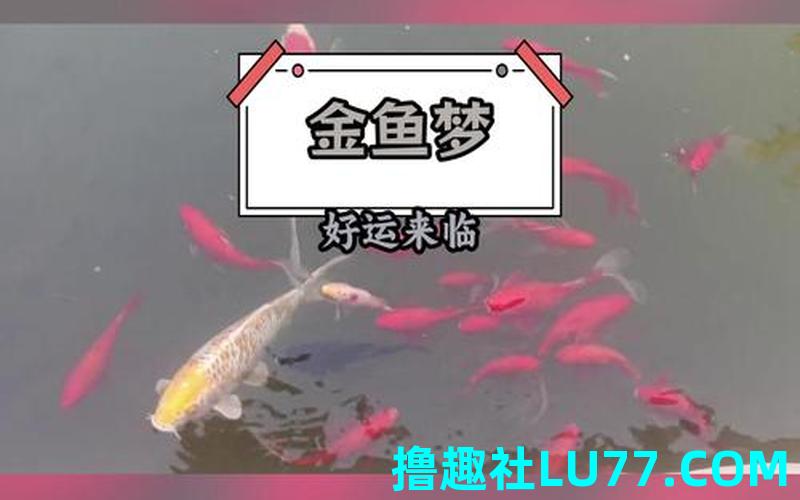 梦见清澈的水流