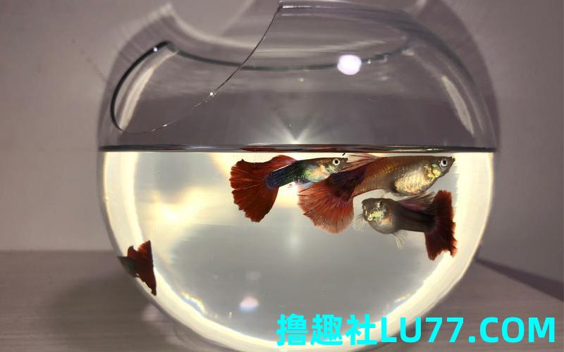 梦见鱼缸破 梦见鱼缸破