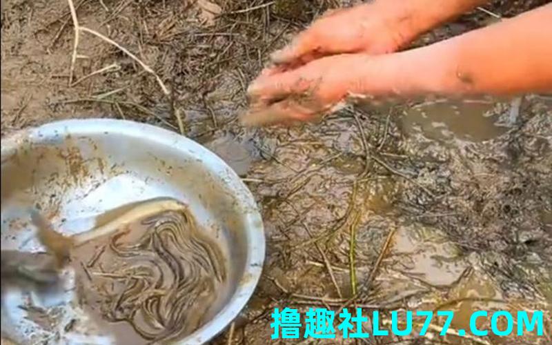 梦见抓呢鳅