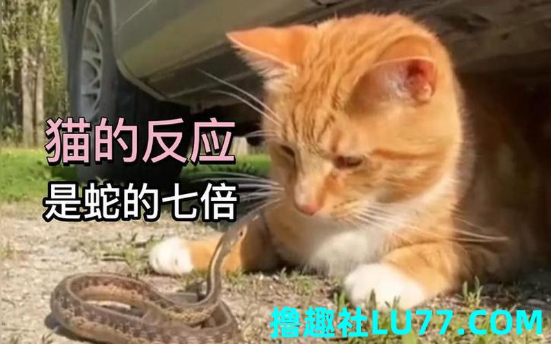 梦见蛇变猫了