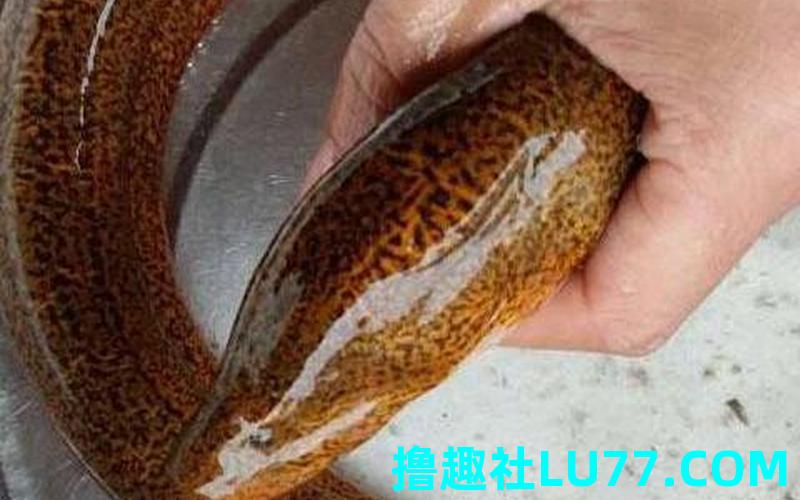梦见黄鳝腿