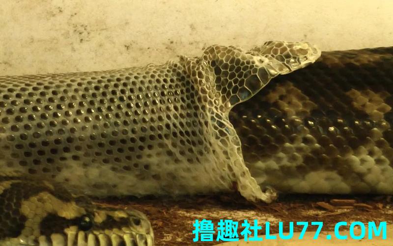 梦见很多蛇在脱皮