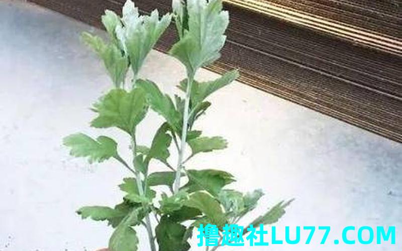 梦见拔坟头草 梦见拔坟头草