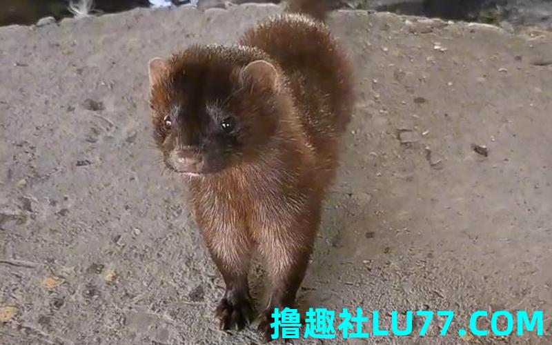 梦见鱼和貂