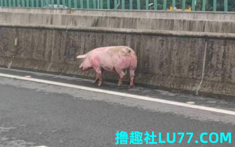 梦见猪走掉了 梦见猪走掉了