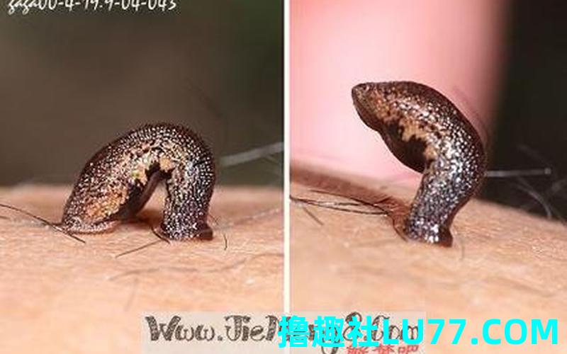 梦见る