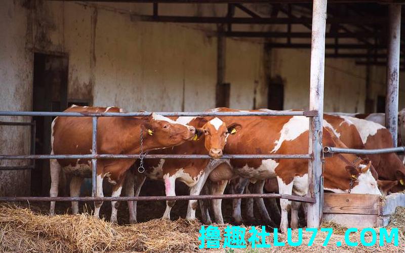 梦见小牛吃鱼肉 梦见小牛吃鱼肉