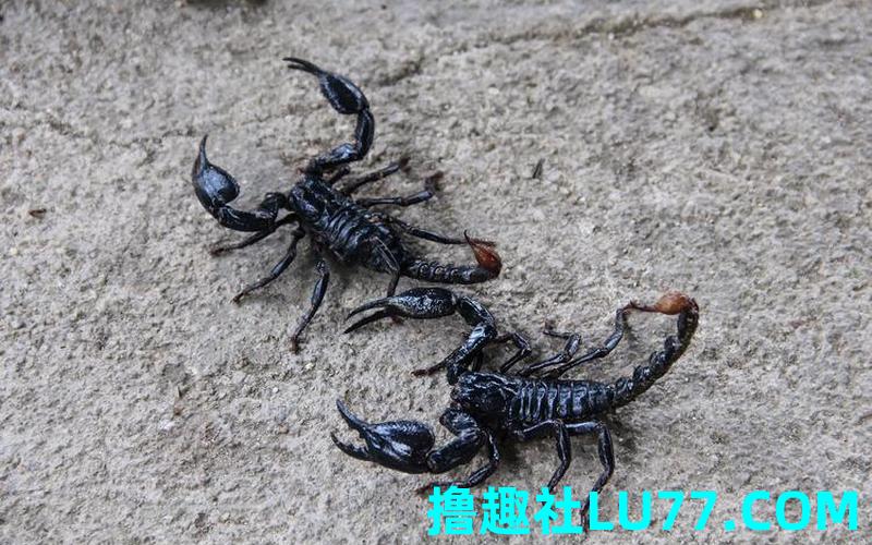 梦见人蝎子