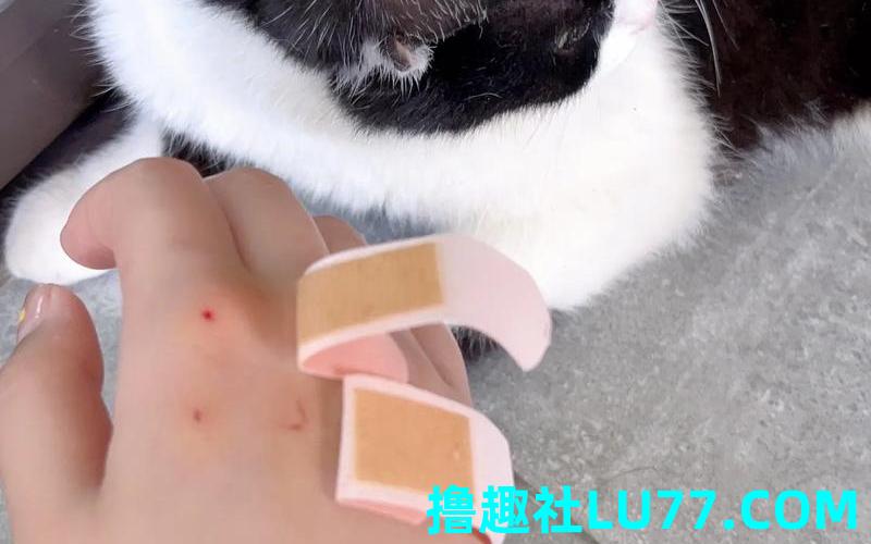 梦见被猫咬到手指出血是什么意思