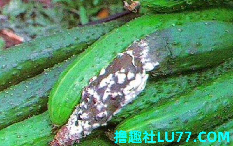 梦见虅