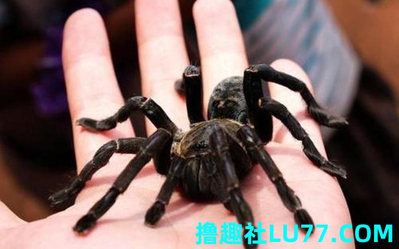 梦见打大蜘蛛