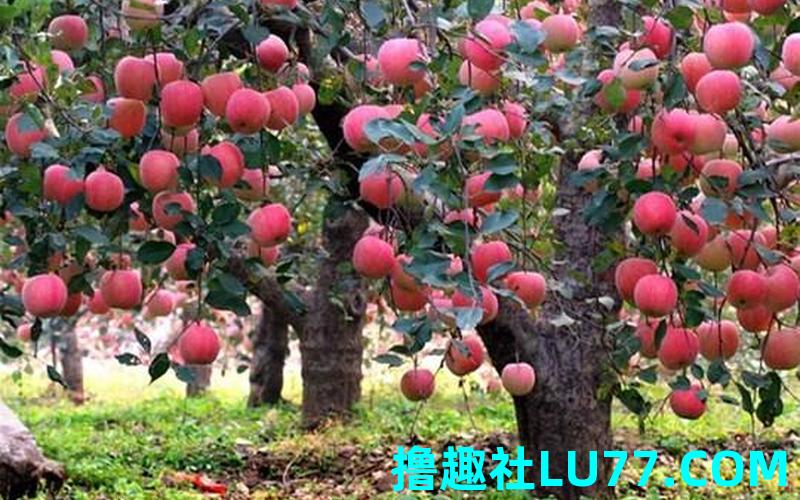 梦见送师苹果