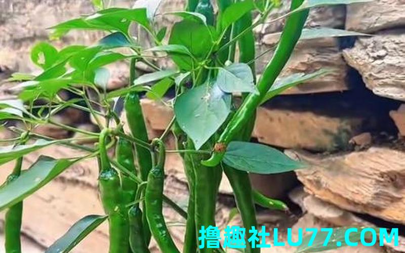 梦见满树辣椒