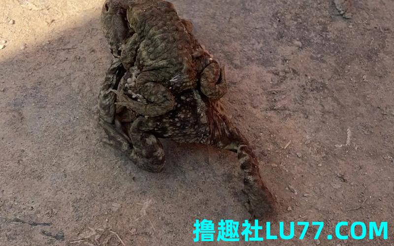 梦见金蟾咬了