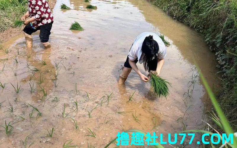 孕妇梦见别人插秧苗 孕妇梦见别人插秧苗