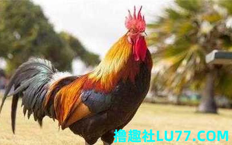 梦见捕鸡杀