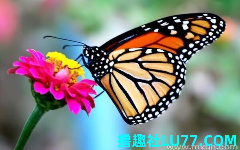 梦见花园蝴蝶 梦见花园蝴蝶