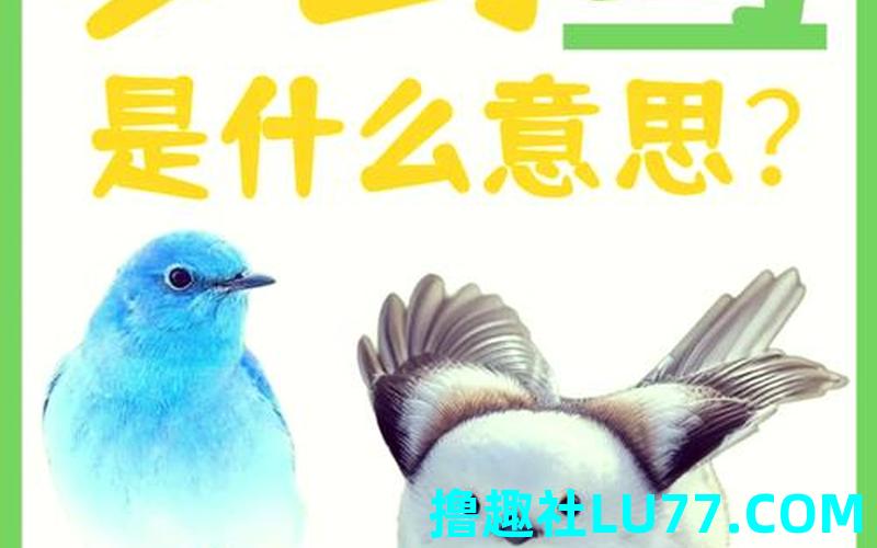 梦见小鸟飞进屋 梦见小鸟飞进屋