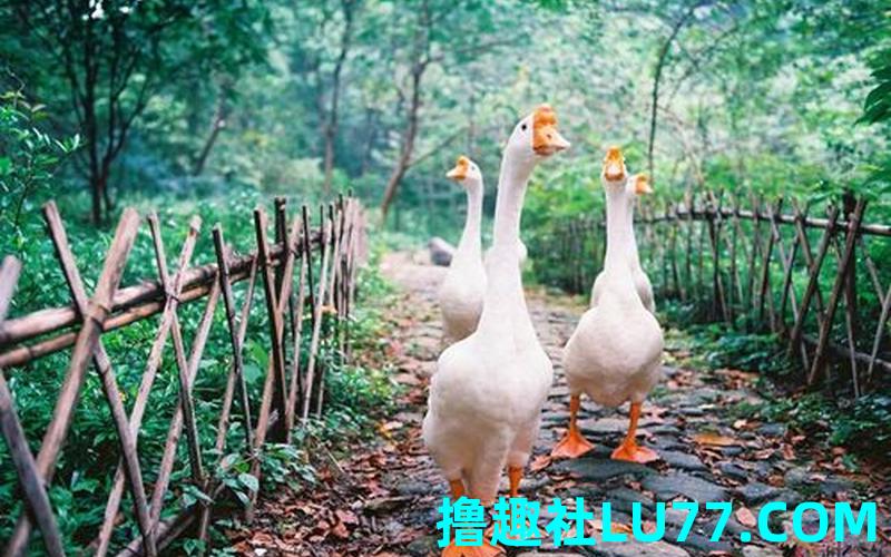梦见偷鹅是什么意思