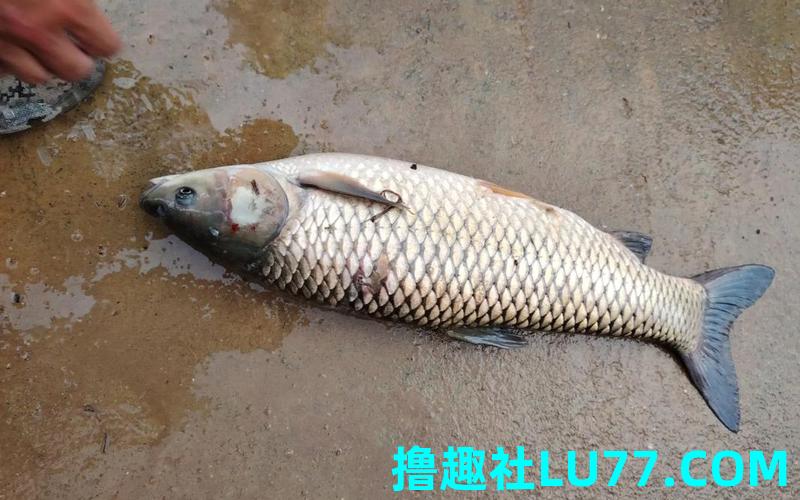 梦见鱼上天
