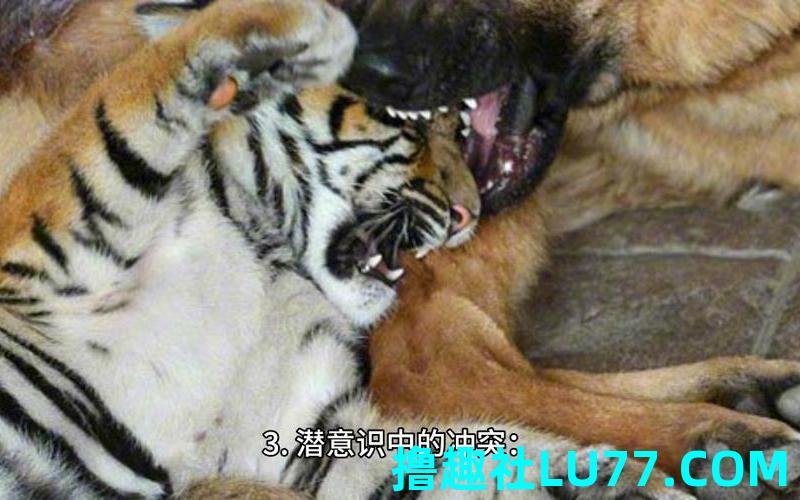 梦见老虎吃牛
