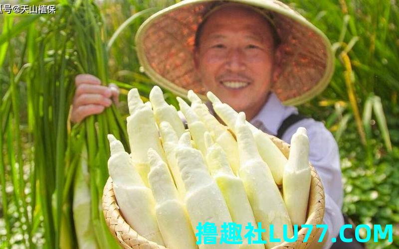 茭梦见