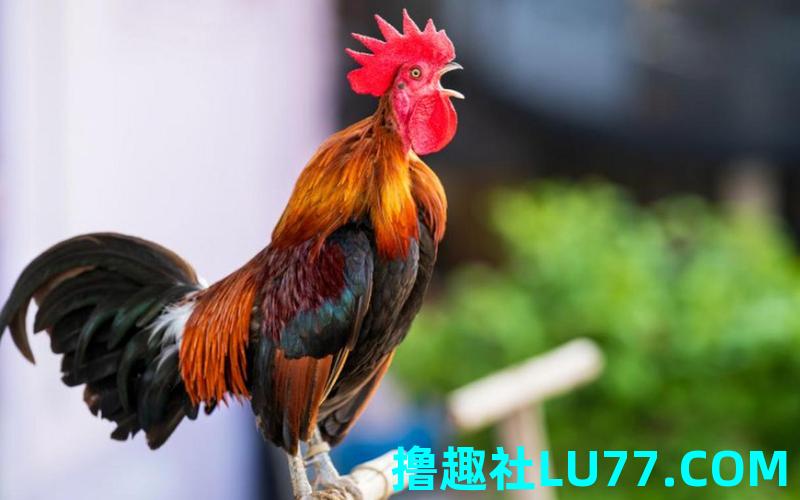 梦见流血的公鸡 梦见流血的公鸡
