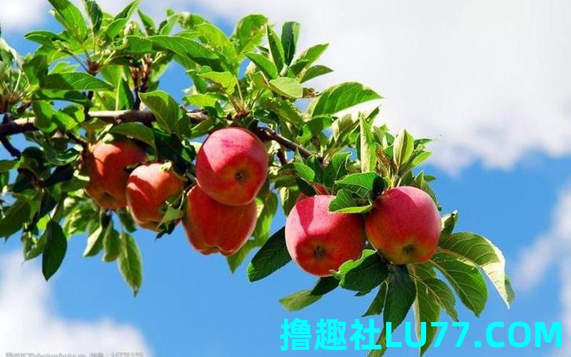 梦见果树红了