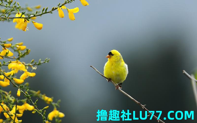 梦见雀鸟