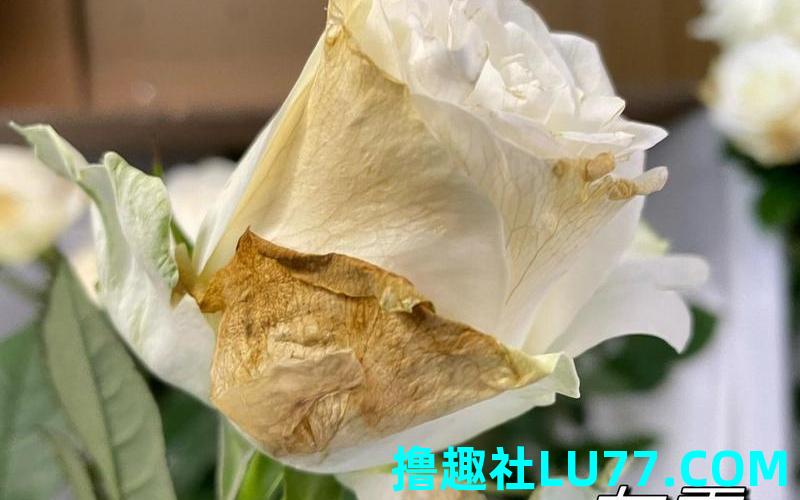 梦见鲜花发霉