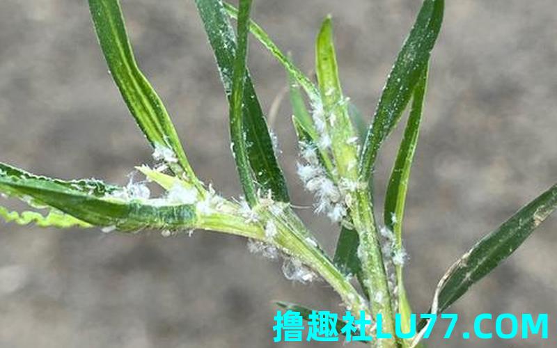白虫梦见 白虫梦见