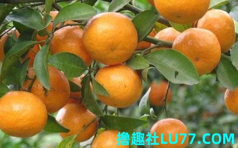 梦见见桔子 梦见见桔子