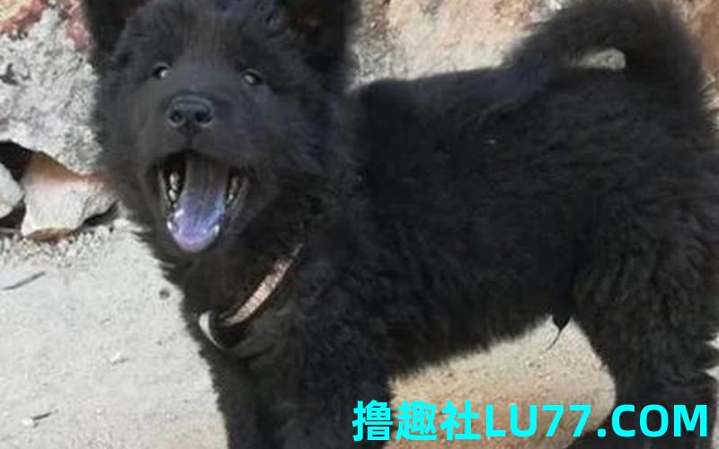 梦见黑色的 梦见黑色的