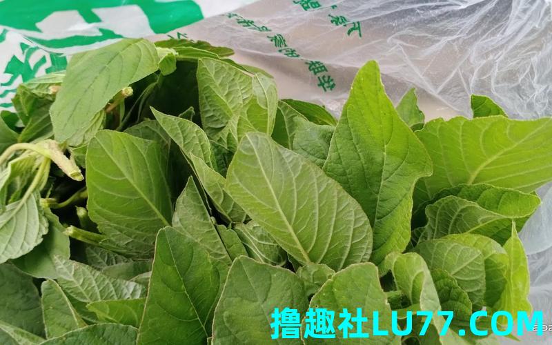 梦见银子菜