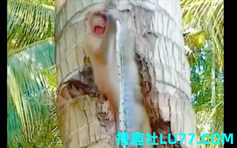梦见用铁锹把蛇铲死