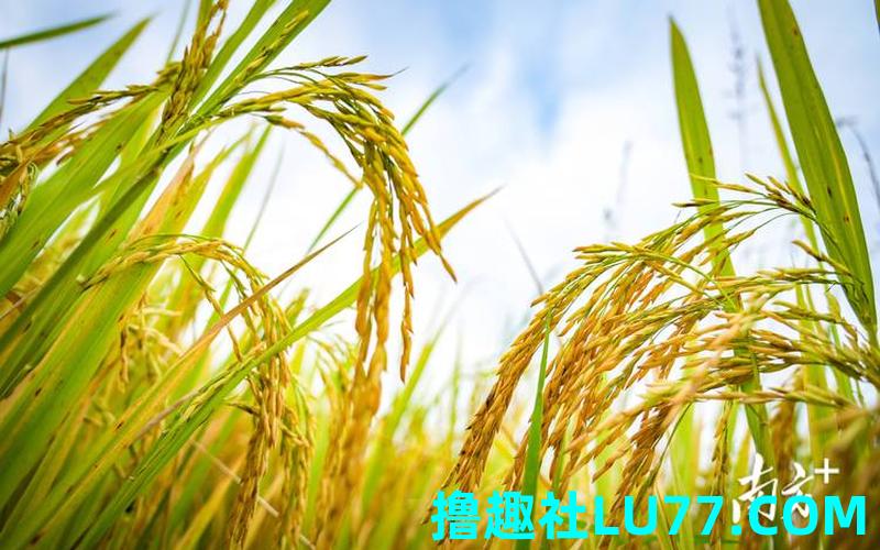梦见自己在田里收稻谷