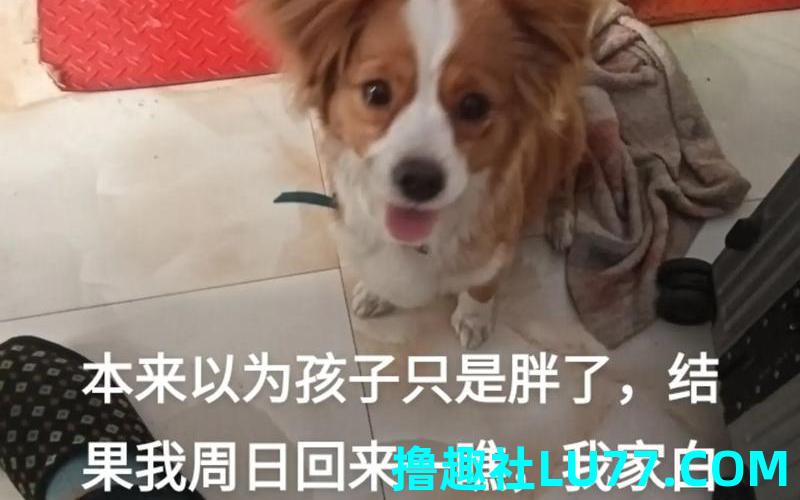 怀孕梦见大白狗