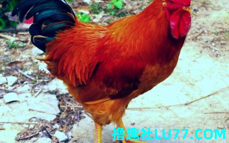 梦见鸡一拐