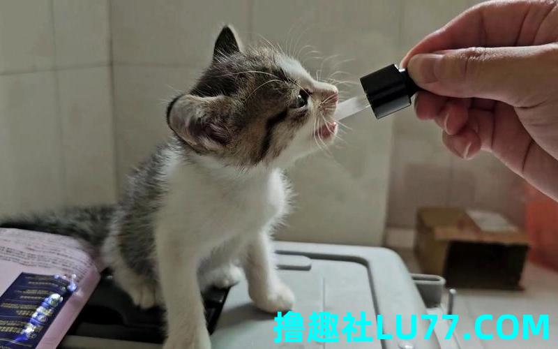 梦见给猫喂食 梦见给猫喂食