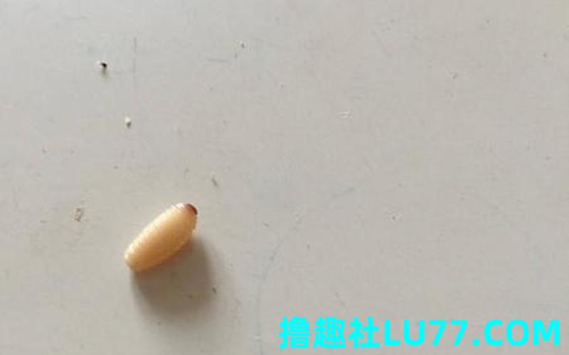 梦见区