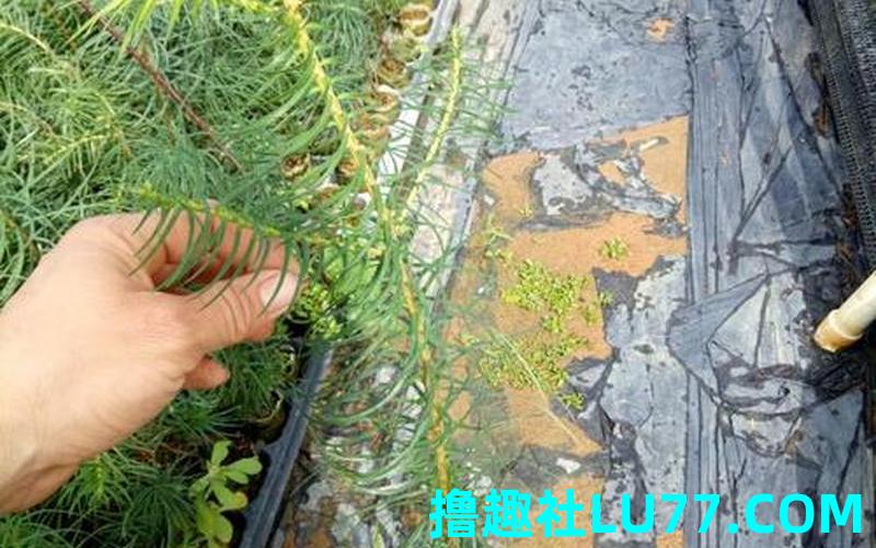梦见送杉树 梦见送杉树