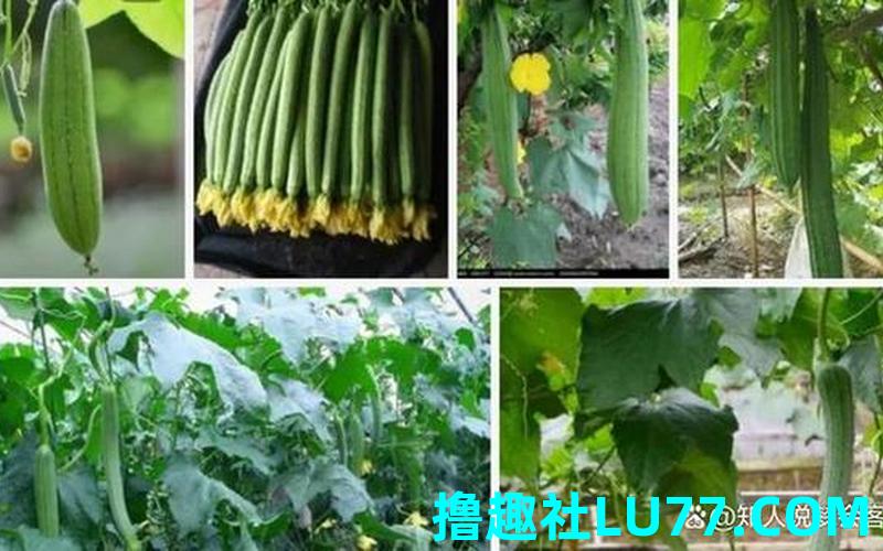 梦见背丝瓜 梦见背丝瓜