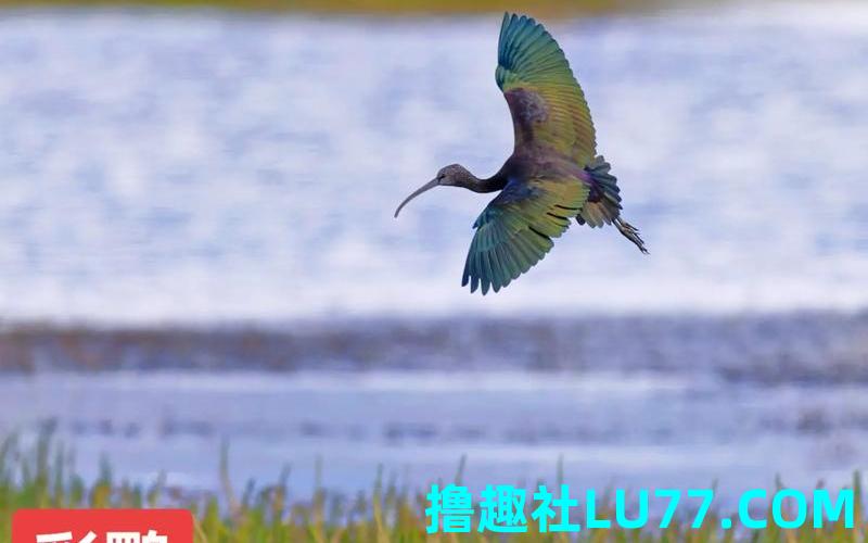 梦见鹮