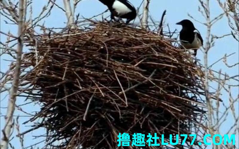 梦见喜鹊进屋