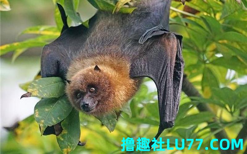 梦见遍付