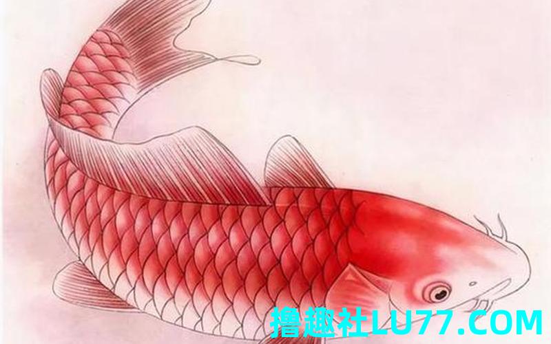梦见鲤鱼崽 梦见鲤鱼崽