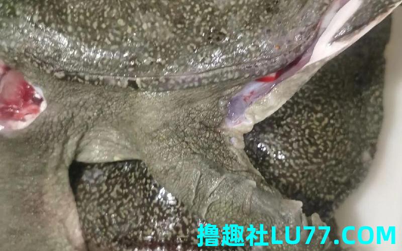 梦见杀八爪鱼