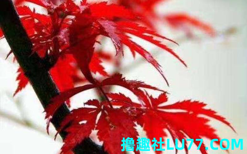 梦见红色的鸟