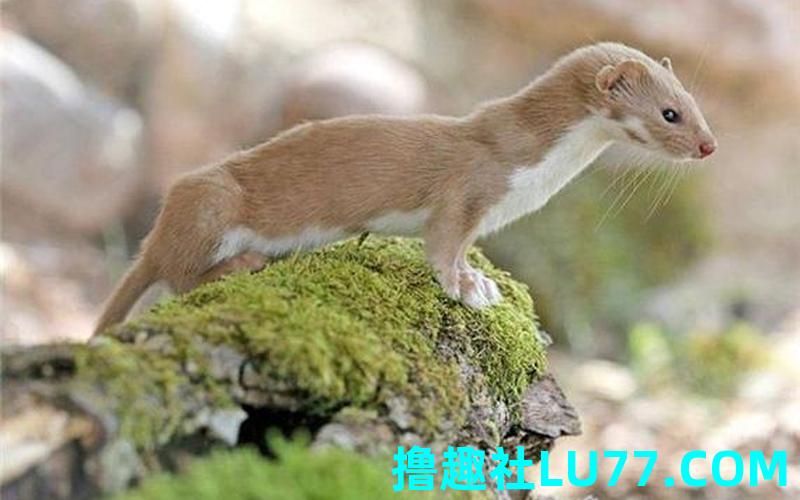 女人梦见黄鼠狼